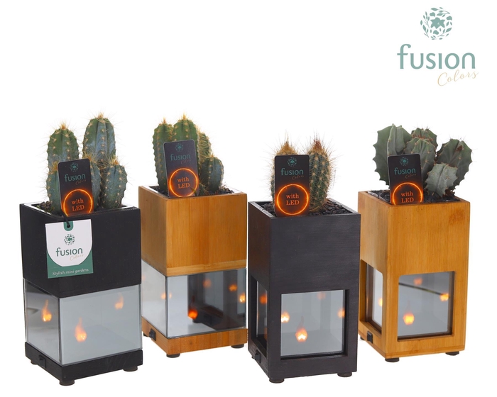 <h4>Houten LED planter met vlam met Cactus</h4>