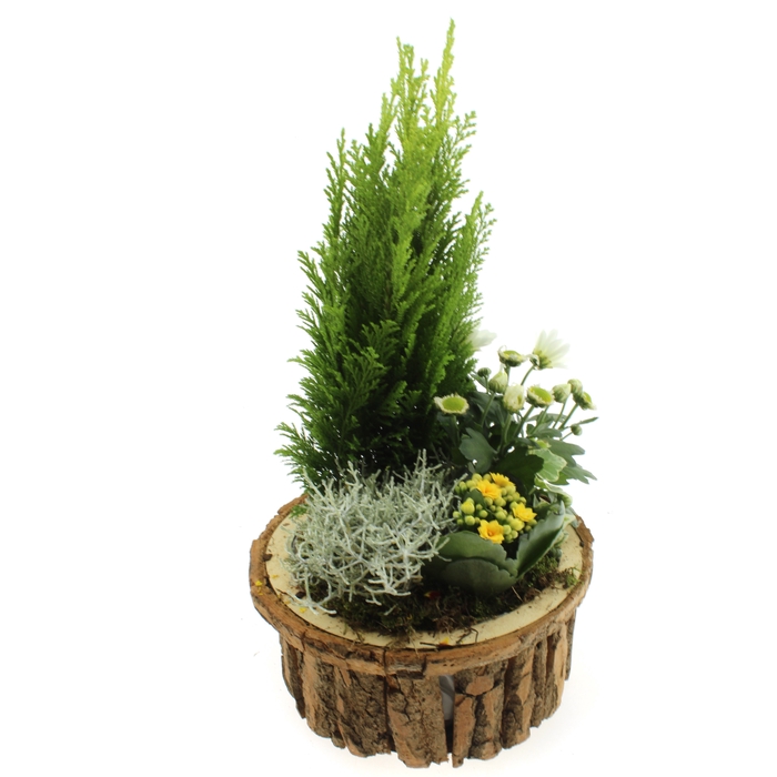 <h4>ARR TUINPLANTEN</h4>