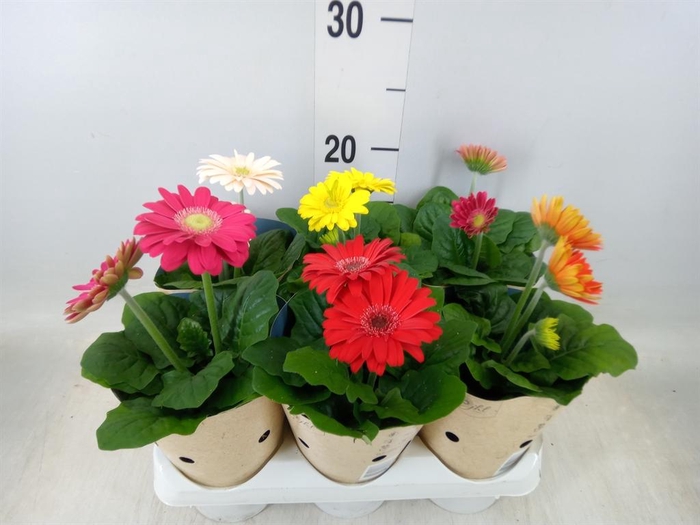 <h4>Gerbera  'Colourgame'   ...mix</h4>
