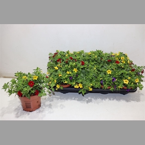 Calib Ca Mm Tropican