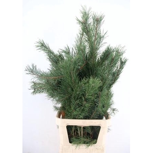 PINUS ALASKA PER STEM 110CM