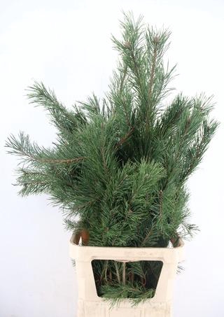 PINUS ALASKA PER STEM 110CM