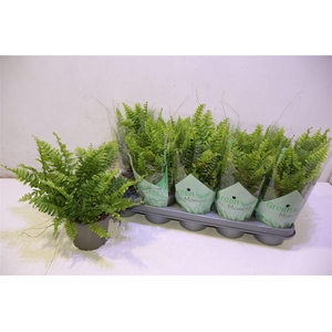 Nephr Ex Green Momen