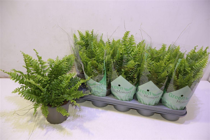 <h4>Nephr Ex Green Momen</h4>