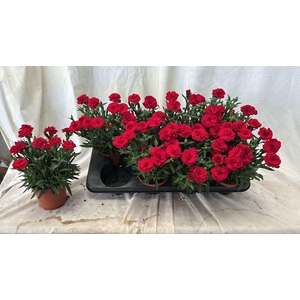 DIAN OSC RED
