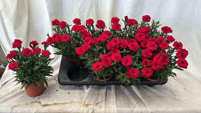<h4>DIAN OSC RED</h4>