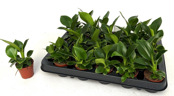 <h4>PHIL OVERIG</h4>