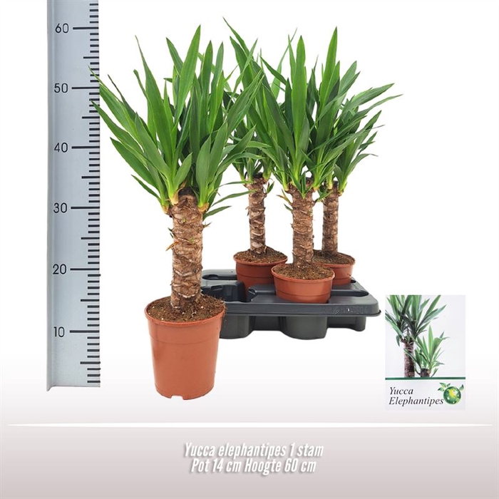 <h4>Yucca elephantipes 1 stam</h4>