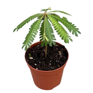 Biophytum Sensitivum