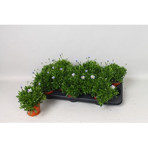 FELI AM FELICIT BLUE