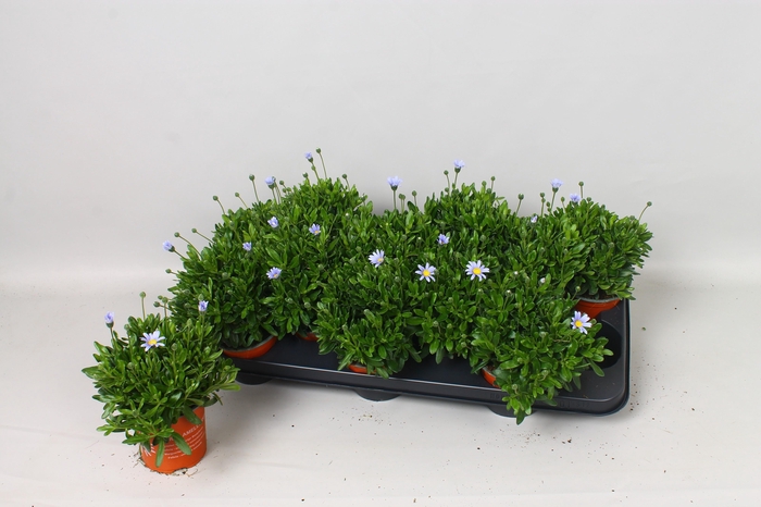 <h4>FELI AM FELICIT BLUE</h4>