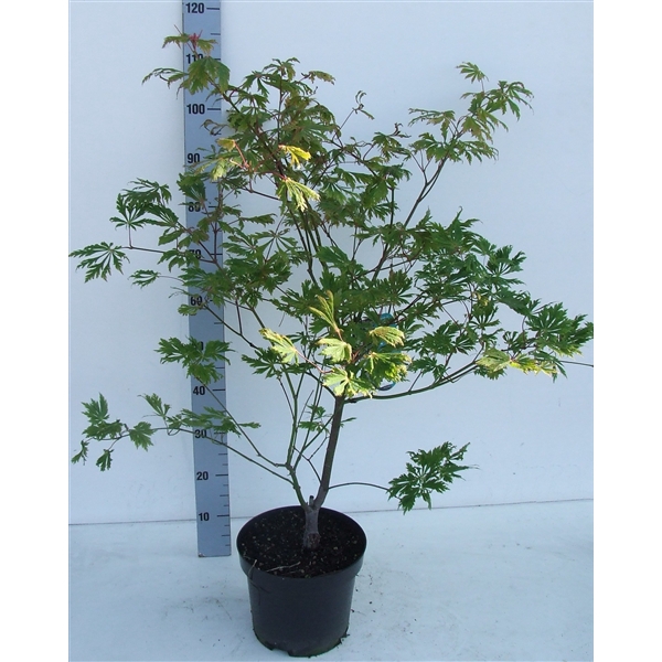 <h4>Acer japonicum 'Aconitifolium' P26</h4>