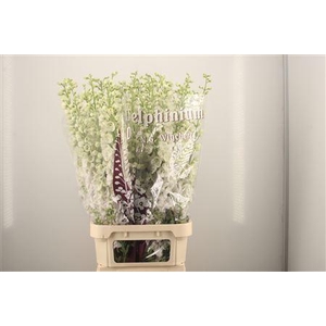 Delph El Dewi White Smile