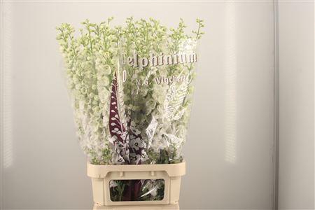 <h4>Delph El Dewi White Smile</h4>