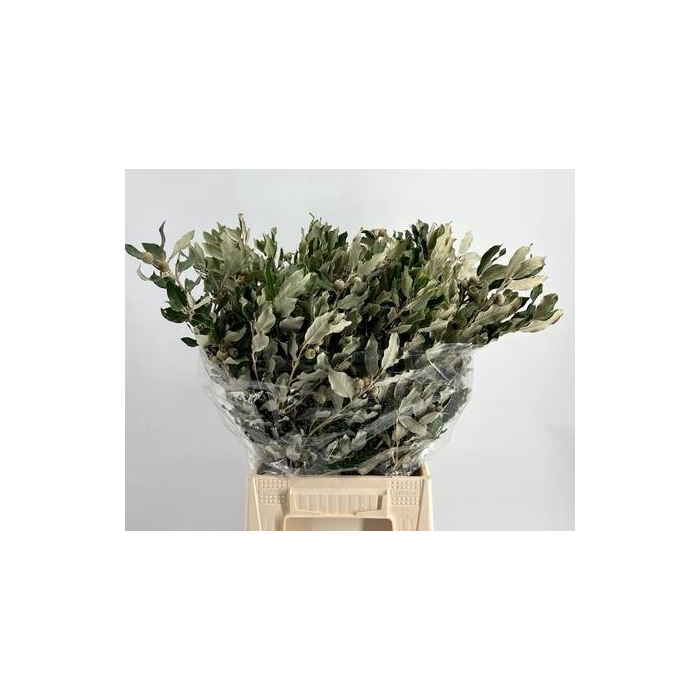 <h4>Quercus ilex</h4>