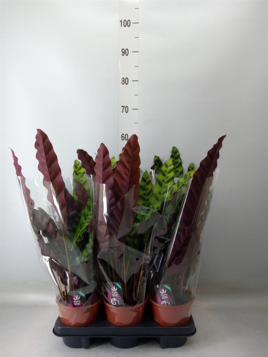 <h4>Calathea lancifolia</h4>