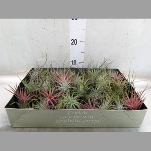 Tillandsia