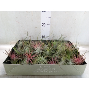Tillandsia