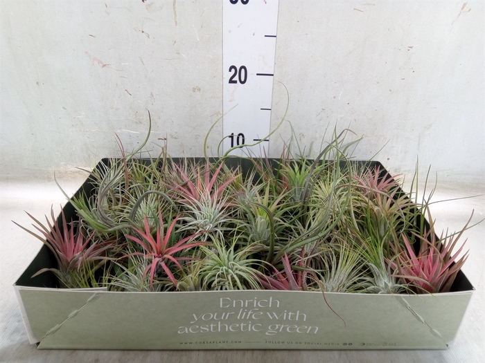 <h4>Tillandsia</h4>