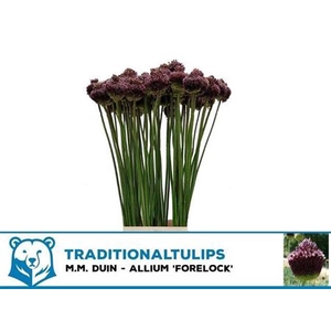 Allium Forelock