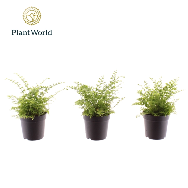 <h4>Nephrolepis Green Fantasy 7 cm</h4>