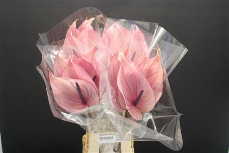 <h4>Anthurium Bellanca</h4>