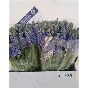 Muscari Armeniacum
