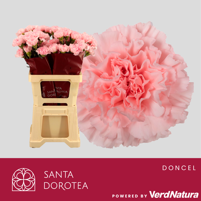 <h4>DI ST DONCEL</h4>