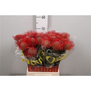 Leuco Ayoba Red