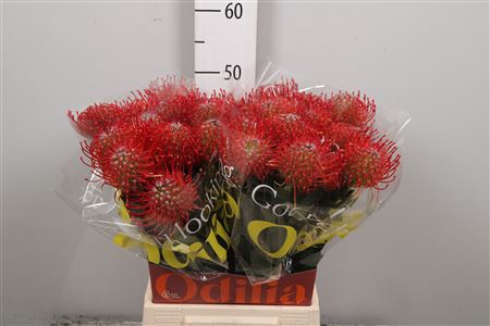 Leuco Ayoba Red