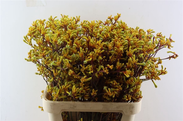 <h4>Anigoz Yellow Orange</h4>