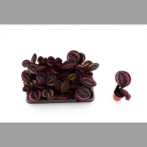 CALAT OV