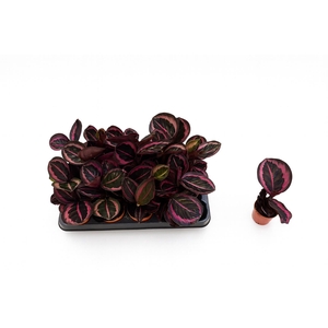 CALAT OV