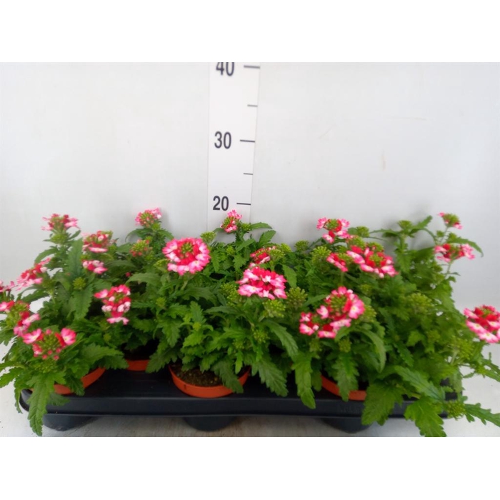<h4>Verbena  'Magelana Pink Swirl'</h4>