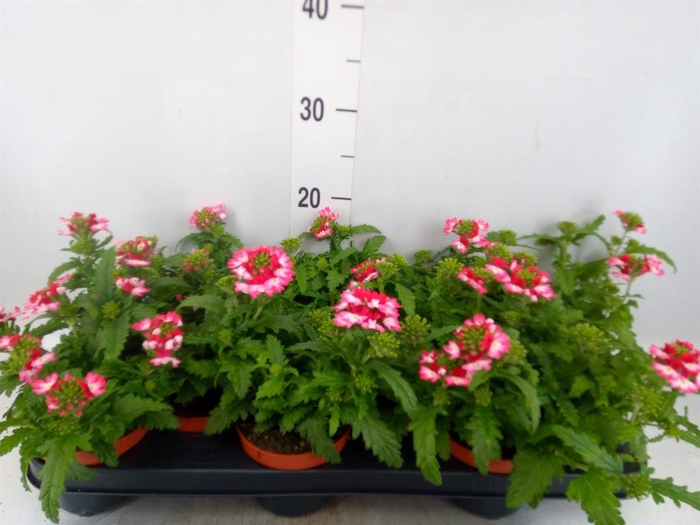 Verbena  'Magelana Pink Swirl'