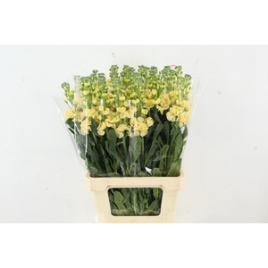 MATTHIOLA IRON YELLOW