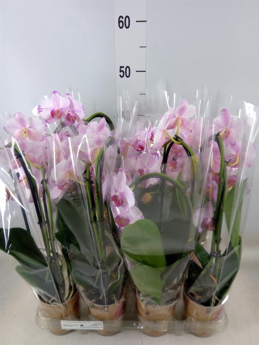 <h4>Phalaenopsis 'Elegant Cascade'</h4>