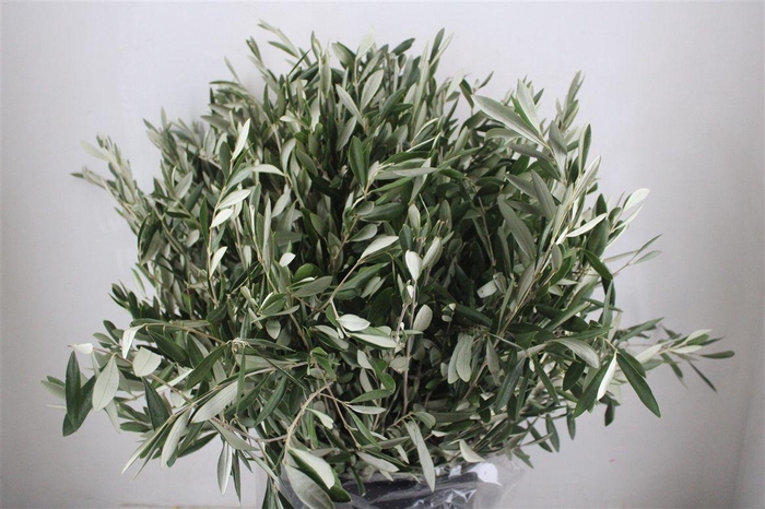 <h4>Olive 400gr P/b</h4>