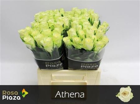 R Gr Athena