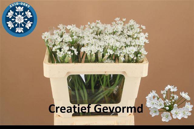 <h4>ALLIUM FLOCON</h4>