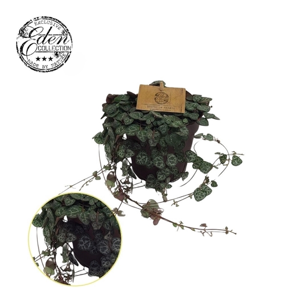 <h4>Ceropegia woodii 12cm</h4>