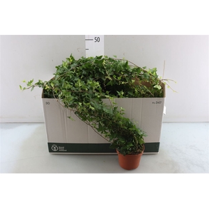 Hedera Helix Shamrock - Medium Long