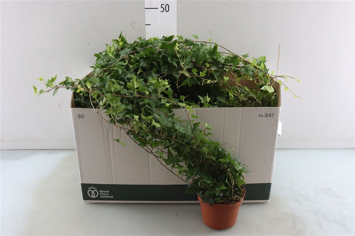 <h4>Hedera Helix Shamrock - Medium Long</h4>