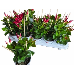 MANDE RIO PETITE RED