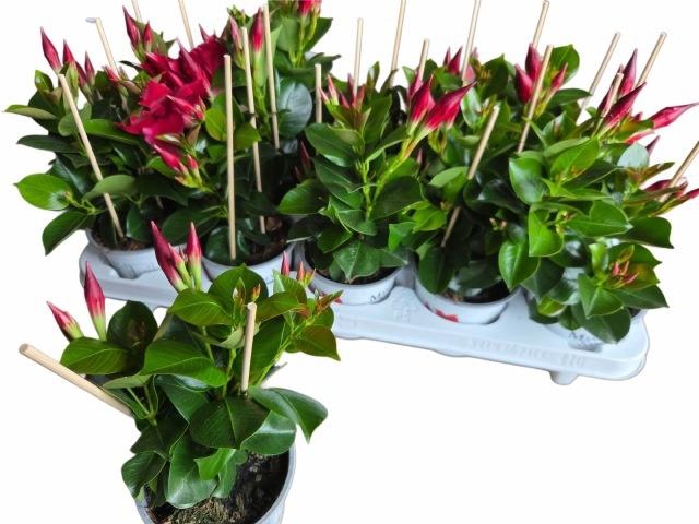 <h4>MANDE RIO PETITE RED</h4>