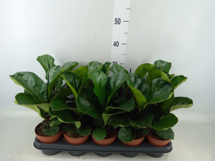 <h4>Ficus lyrata 'Bambino'</h4>