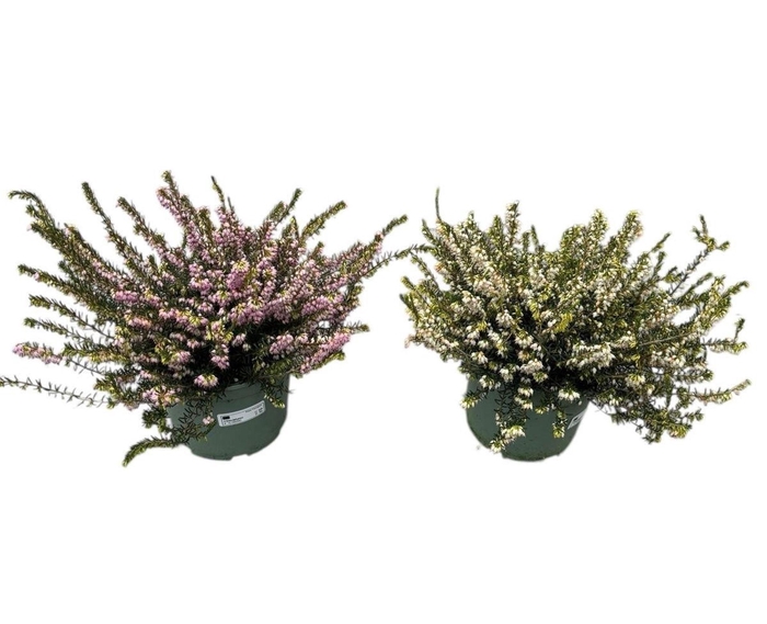 <h4>Erica Darley</h4>