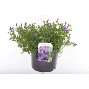 Campanula port. Campala Iris