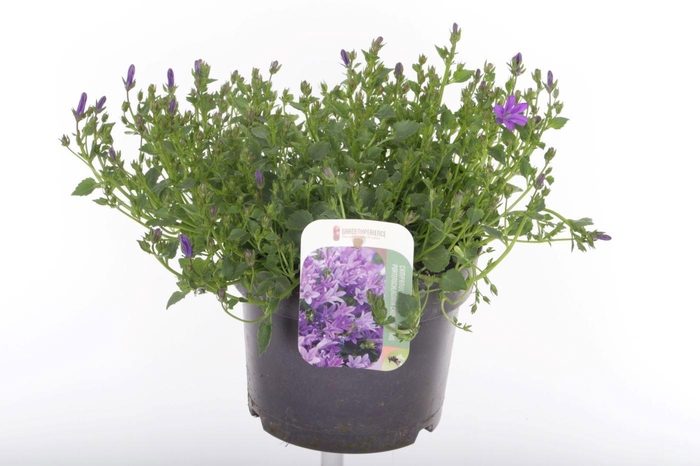 <h4>Campanula port. Campala Iris</h4>