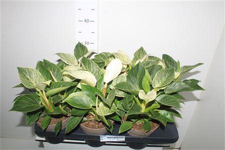 <h4>Phil Birkin</h4>